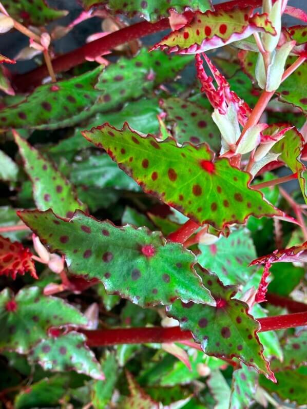 Begonia amphioxus, Bégoniacées, plante d'intérieur, terrarium, Paris 19e (75)