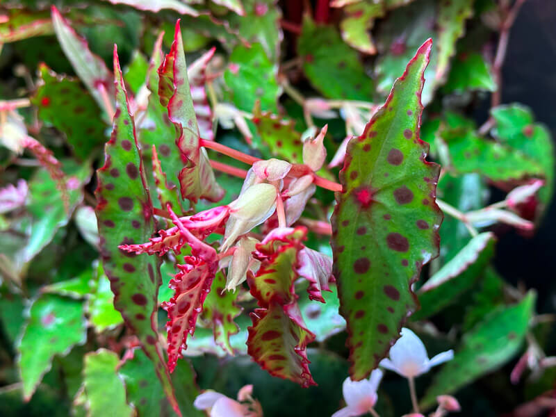 Begonia amphioxus, Bégoniacées, plante d'intérieur, terrarium, Paris 19e (75)