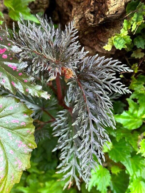 Bégonia bipinnatifida, Bégoniacées, plante d'intérieur, terrarium, Paris 19e (75)