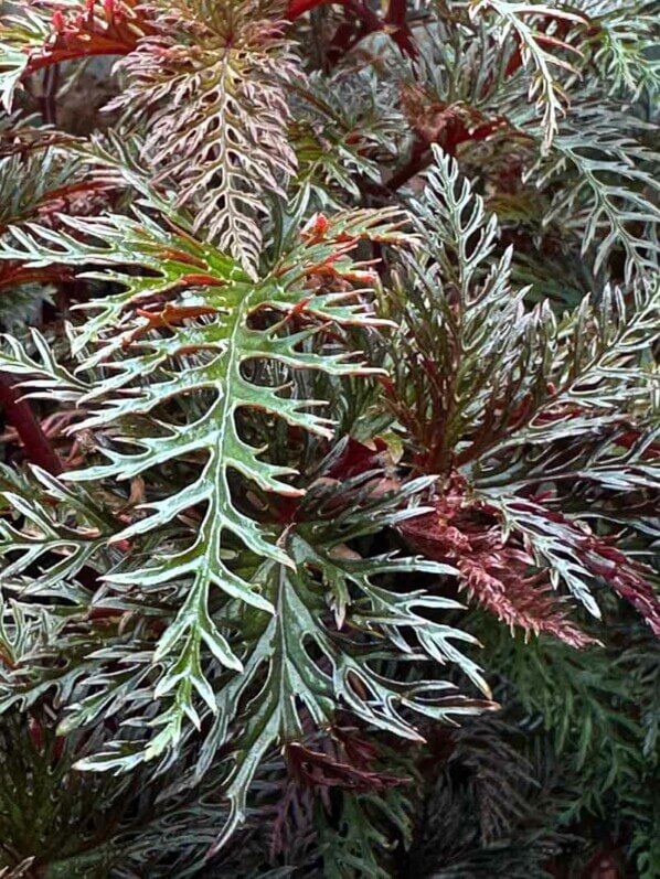 Bégonia bipinnatifida, Bégoniacées, plante d'intérieur, terrarium, Paris 19e (75)