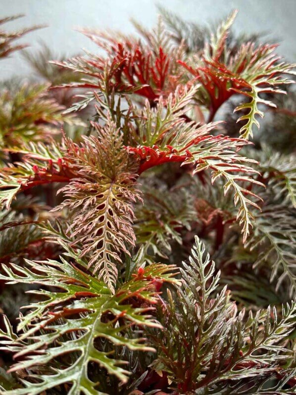 Bégonia bipinnatifida, Bégoniacées, plante d'intérieur, terrarium, Paris 19e (75)