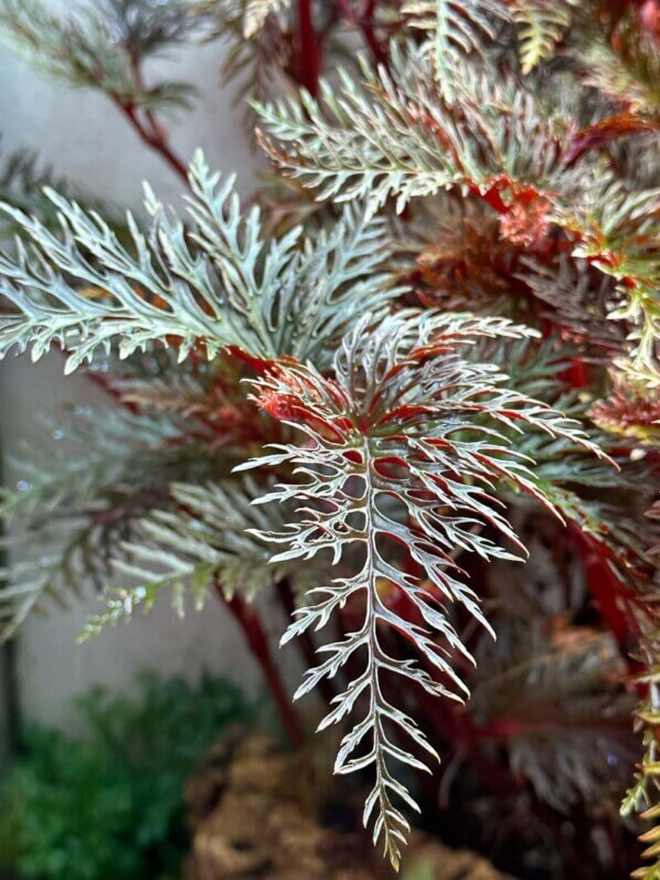 Bégonia bipinnatifida, Bégoniacées, plante d'intérieur, terrarium, Paris 19e (75)
