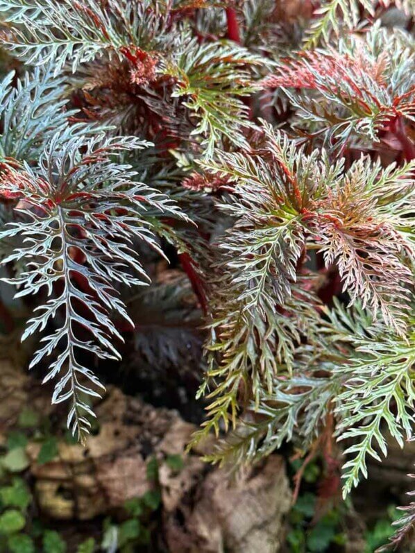 Lire la suite à propos de l’article Begonia bipinnatifida quelle délicatesse, quelle finesse, quelle beauté… Un bégonia superlatif !