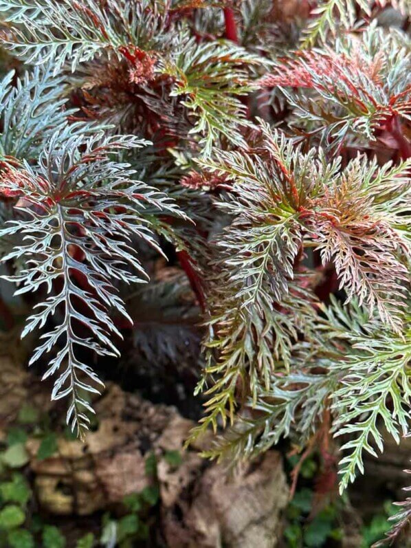 Bégonia bipinnatifida, Bégoniacées, plante d'intérieur, terrarium, Paris 19e (75)