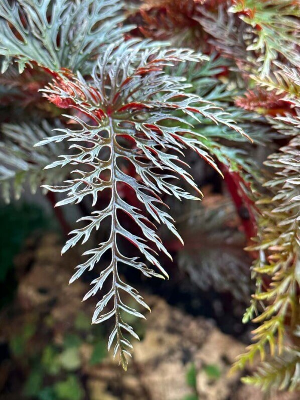 Bégonia bipinnatifida, Bégoniacées, plante d'intérieur, terrarium, Paris 19e (75)