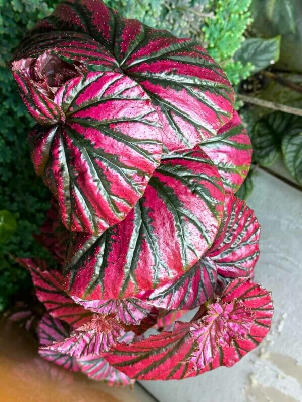 Begonia brevirimosa, plante d'intérieur, terrarium, Paris 19e (75)