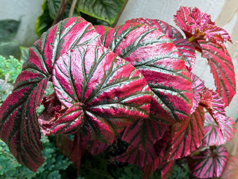 Begonia brevirimosa, plante d'intérieur, terrarium, Paris 19e (75)