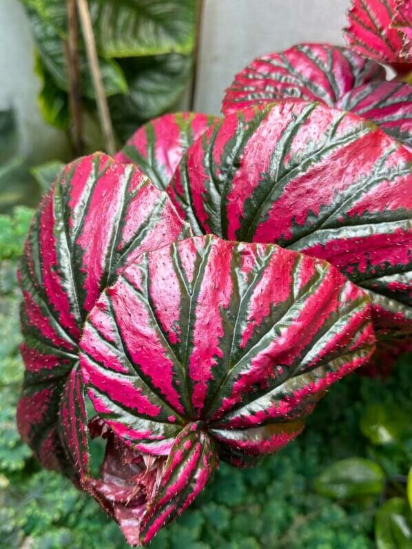 Begonia brevirimosa, plante d'intérieur, terrarium, Paris 19e (75)