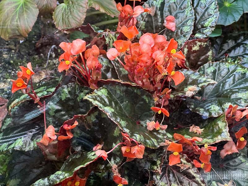 Begonia ignita, Bégoniacées, terrarium, plante d'intérieur, Paris 19e (75)