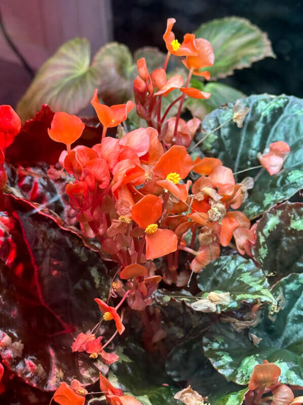 Begonia ignita, Bégoniacées, terrarium, plante d'intérieur, Paris 19e (75)