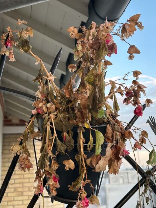 Dégâts du gel sur un bégonia, en hiver sur mon balcon parisien, Paris 19e (75)