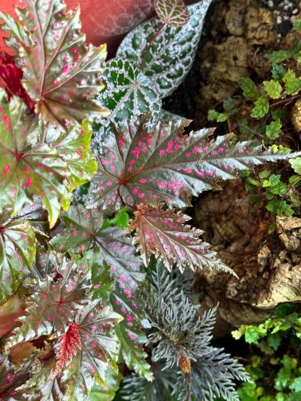 Begonia serratipetala, Bégoniacées, plante d'intérieur, terrarium, Paris 19e (75)