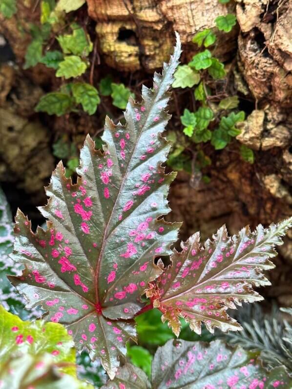 Begonia serratipetala, Bégoniacées, plante d'intérieur, terrarium, Paris 19e (75)