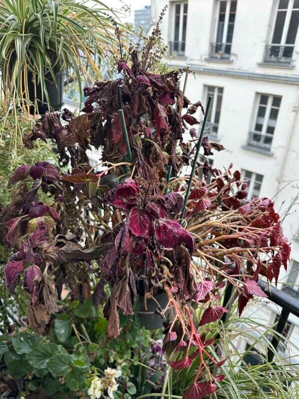 Potée de coléus et bégonia tubéreux gelés sur mon balcon parisien en fin d'automne, Paris 19e (75)