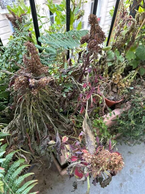 Coléus gelé sur mon balcon parisien en fin d'automne, Paris 19e (75)