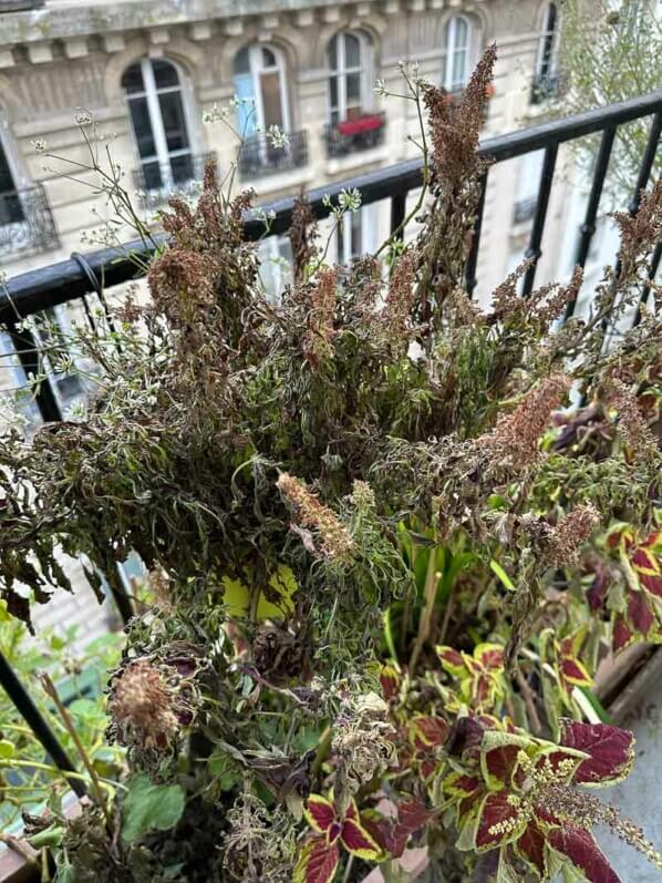 Coléus gelé sur mon balcon parisien en fin d'automne, Paris 19e (75)