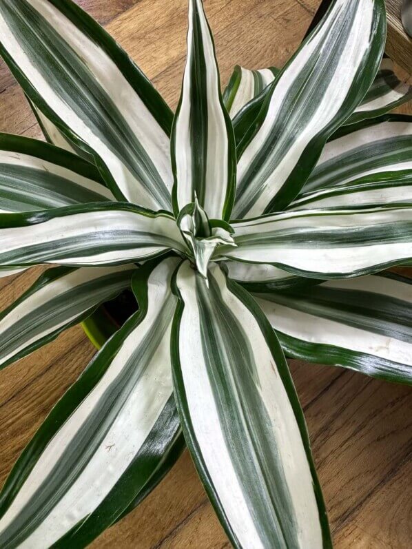 Dracaena deremensis 'White Jewel', plante d'intérieur, Paris 19e (75)