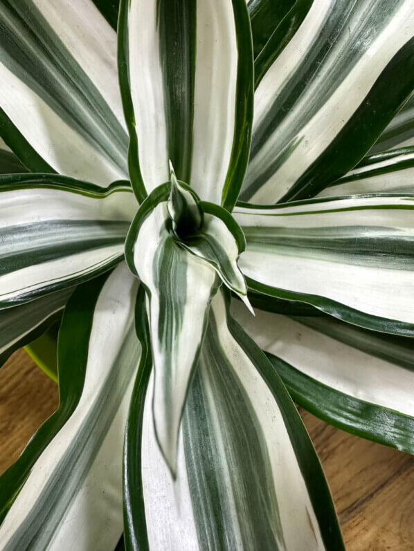 Lire la suite à propos de l’article Dracaena fragrans (Deremensis Group) ‘White Jewel’ ou ‘White Stripe’ pour les amateurs de feuillage panaché