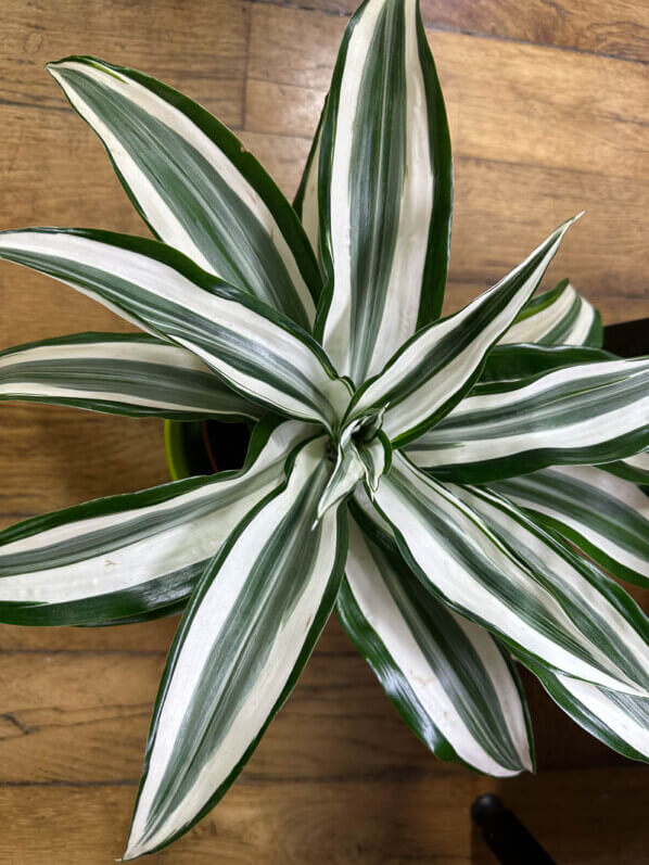 Dracaena deremensis 'White Jewel', plante d'intérieur, Paris 19e (75)