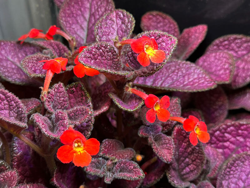 Episcia 'Strawberry Mist', Gesnériacées, plante d'intérieur, terrarium, Paris 19e (75)