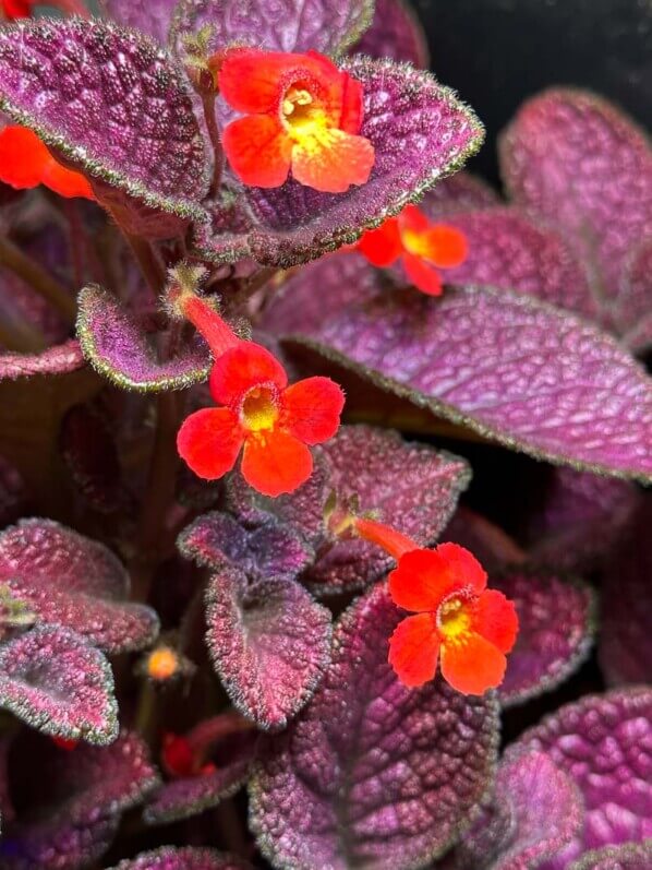 Episcia 'Strawberry Mist', Gesnériacées, plante d'intérieur, terrarium, Paris 19e (75)