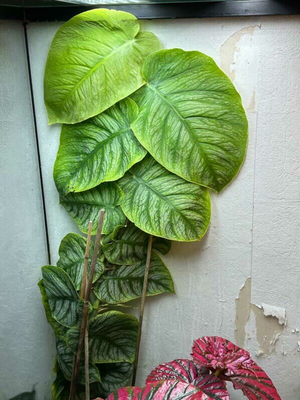 Monstera dubia, plante d'intérieur, terrarium, Paris 19e (75)