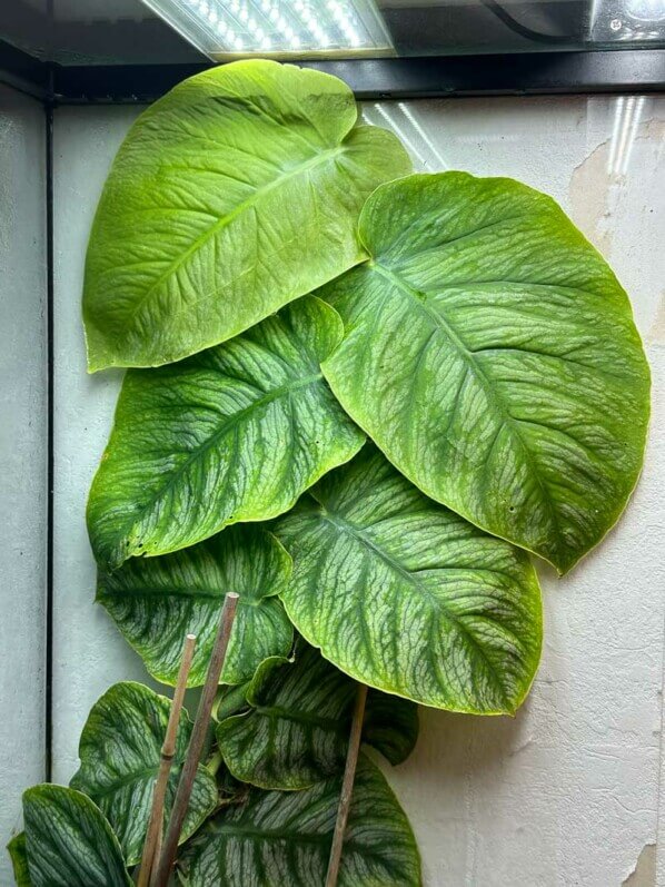 Lire la suite à propos de l’article Terrarium bientôt trop petit pour mon Monstera dubia