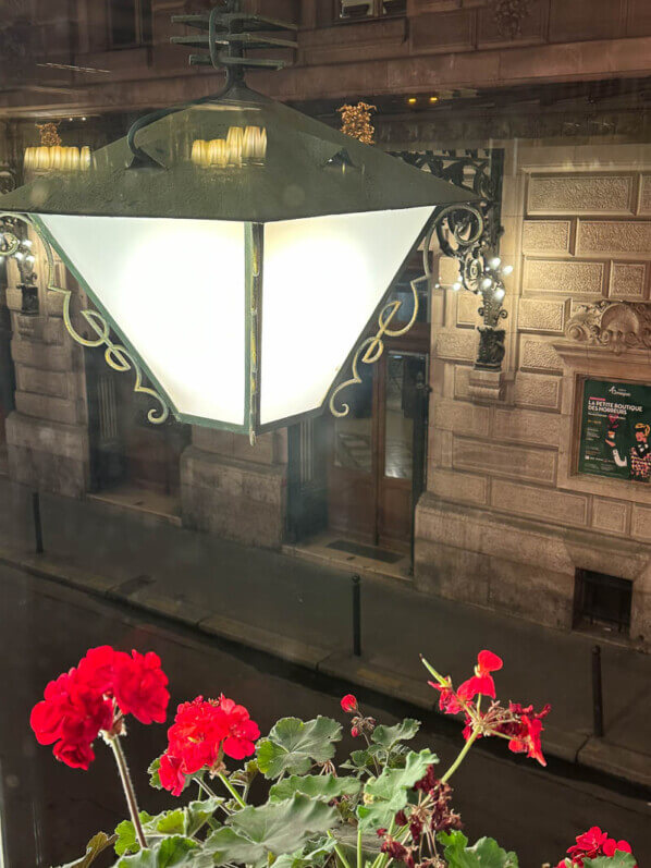 Pélargonium zonale fleuri éclairé par un lampadaire, restaurant Les Noces de Jeannette, Paris 2e (75)