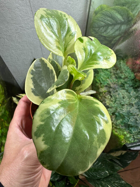 Peperomia, plante d'intérieur, Paris 19e (75)