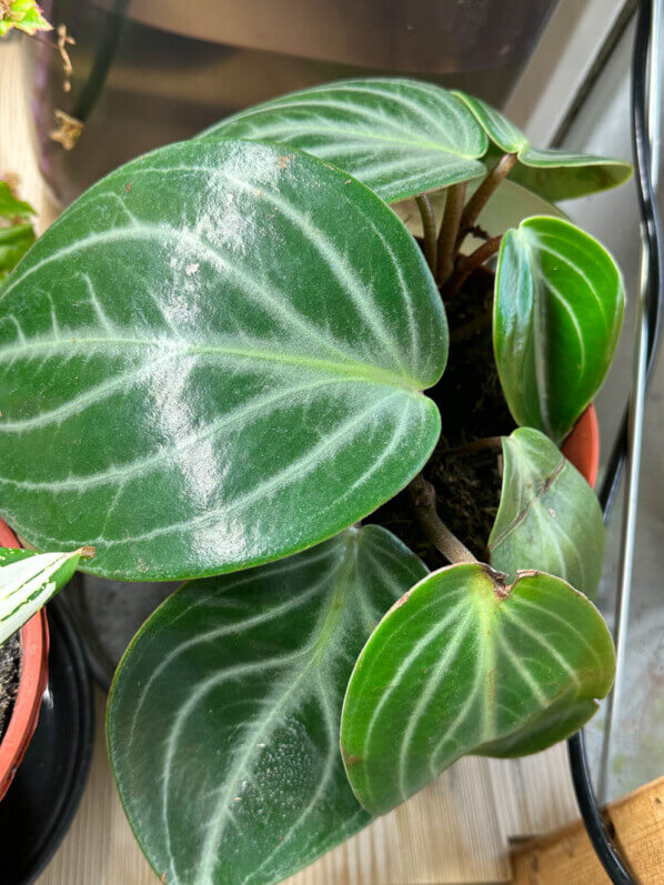 Peperomia sarcophylla, plante d'intérieur, Paris 19e (75)