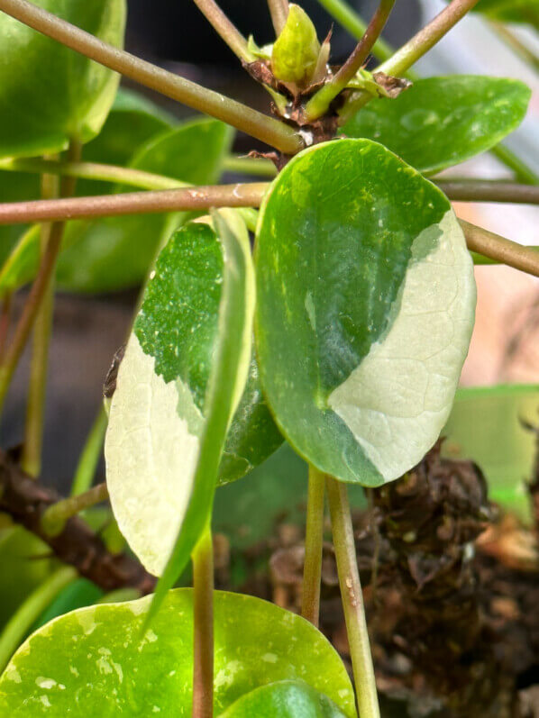Pilea peperomioides ‘White Splash’, plante d'intérieur, Paris 19e (75)