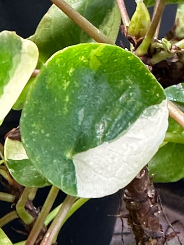 Pilea peperomioides ‘White Splash’, plante d'intérieur, Paris 19e (75)