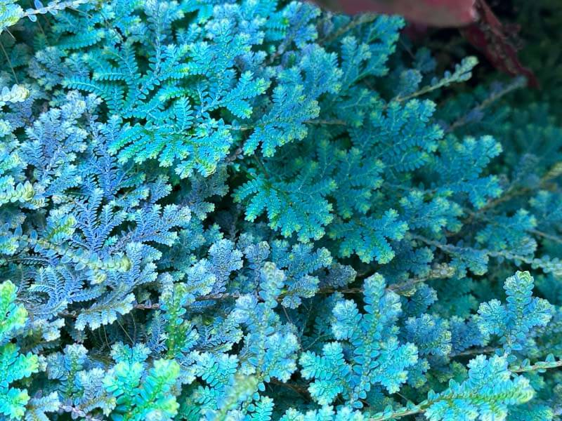 Lire la suite à propos de l’article Selaginella uncinata avec une iridescence spectaculaire