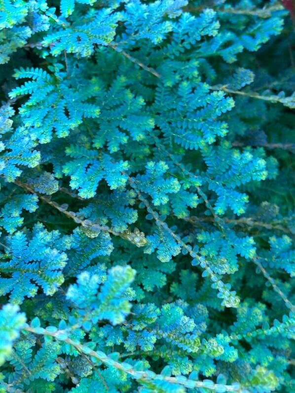 Selaginella uncinata, plante d'intérieur, terrarium, Paris 19e (75)