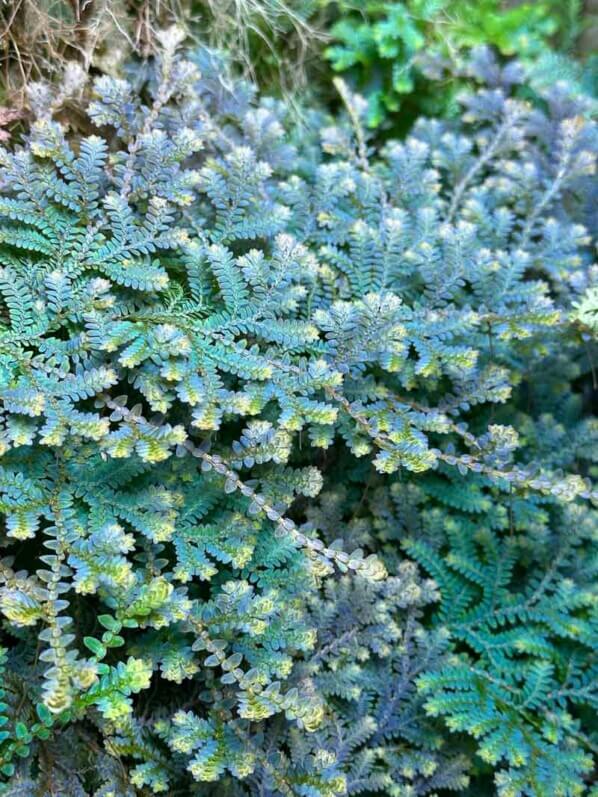 Selaginella uncinata, plante d'intérieur, terrarium, Paris 19e (75)