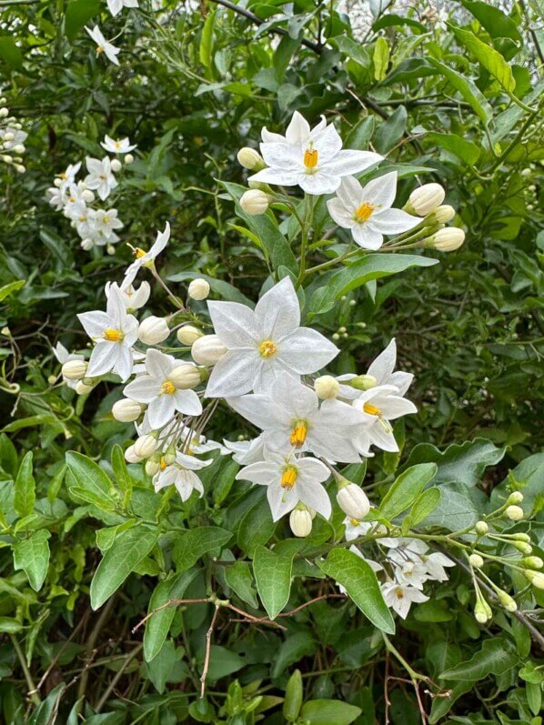 Morelle faux-jasmin, Solanum jasminoides, en automne dans le Jardin Françoise Héritier, Paris 14e (75)