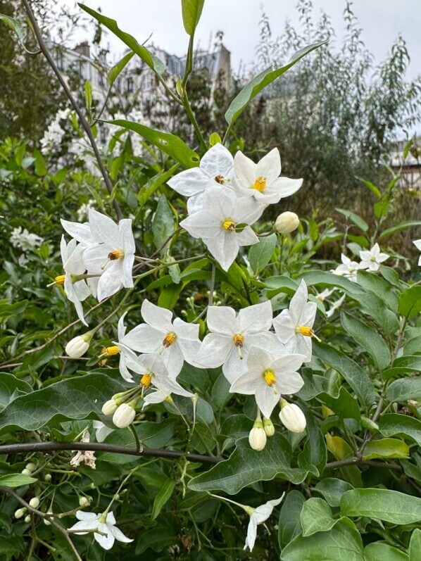 Morelle faux-jasmin, Solanum jasminoides, en automne dans le Jardin Françoise Héritier, Paris 14e (75)