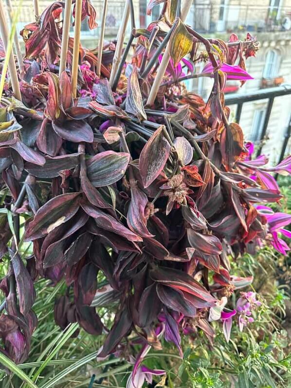 Dégâts du gel sur Tradescantia 'Nanouk', en hiver sur mon balcon parisien, Paris 19e (75)