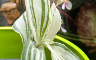 Tradescantia albiflora 'Variegata' Charm, plante d'intérieur, Paris 19e (75)