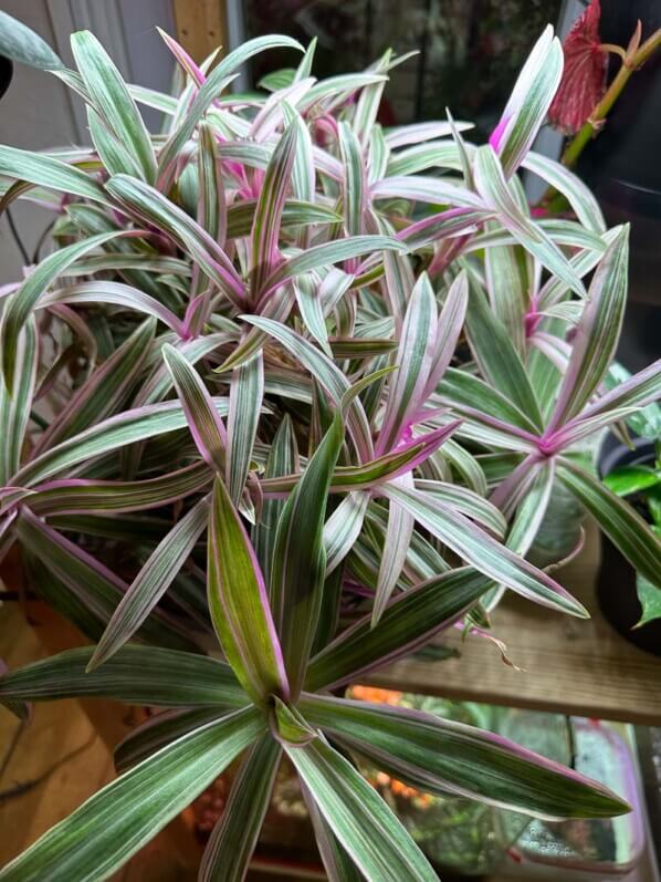 Tradescantia spathacea 'Sitara', Commélinacées, plante d'intérieur, Paris 19e (75)