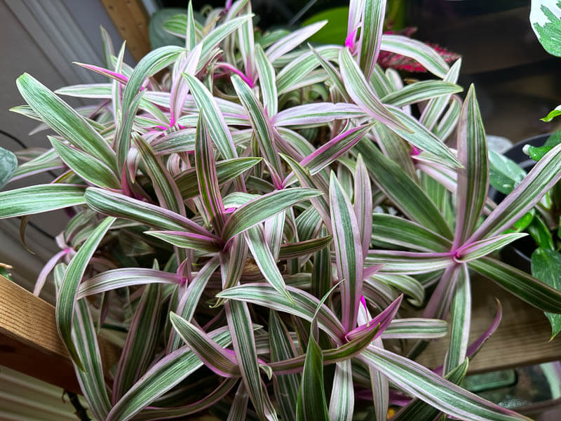 Tradescantia spathacea 'Sitara', Commélinacées, plante d'intérieur, Paris 19e (75)