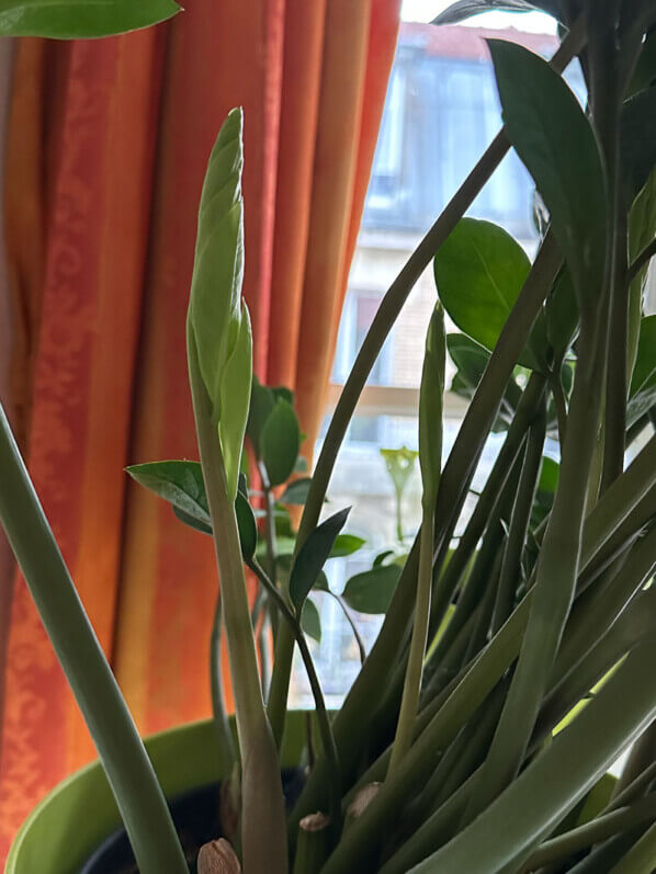 Zamioculcas zamiifolia, Araceae, plante d'intérieur, Paris 19e (75)