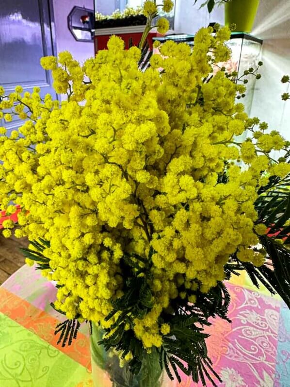 Bouquet de mimosa, Paris 19e (75)