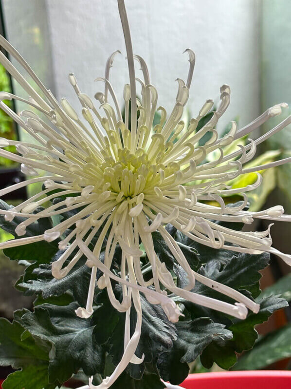 Chrysanthèmes 'Tokyo', plante d'intérieur, Paris 19e (75)