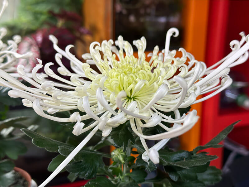 Chrysanthèmes 'Tokyo', plante d'intérieur, Paris 19e (75)