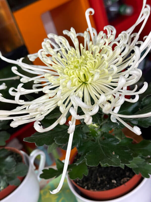 Chrysanthèmes 'Tokyo', plante d'intérieur, Paris 19e (75)