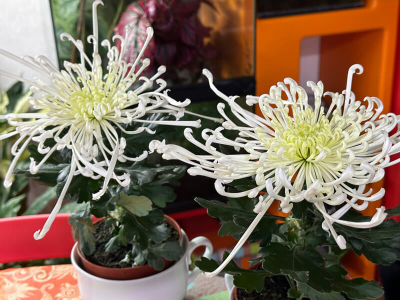 Chrysanthèmes 'Tokyo', plante d'intérieur, Paris 19e (75)