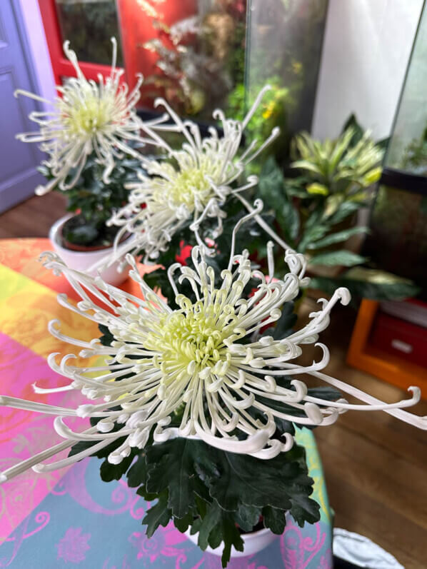 Chrysanthèmes 'Tokyo', plante d'intérieur, Paris 19e (75)