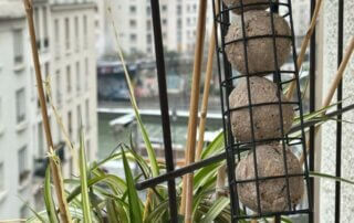 Mangeoire avec des boules de graisse et graines pour les oiseaux, en fin d'automne sur mon balcon parisien, Paris 19e (75)
