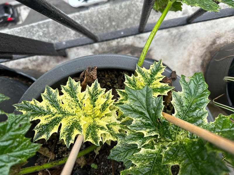 Acanthus mollis ‘Tasmanian Angel’ en hiver sur mon balcon parisien, Paris 19e (75)